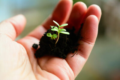 main tenant de la terre végétale avec une plante