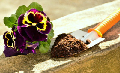 une pelle remplie de terre après une plantation de fleur